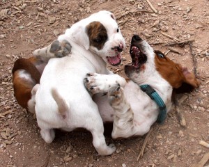 Puppies can teach each other to be gentle with their teeth
