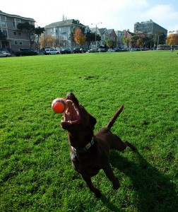 Exercise your dog to help cure dog anxiety