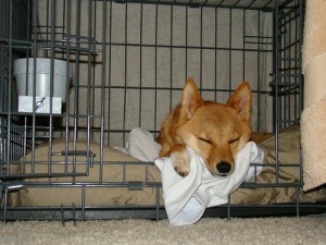How to crate train a dog so he sleeps like this.