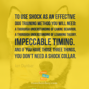 If you have these three things you don't need a shock collar