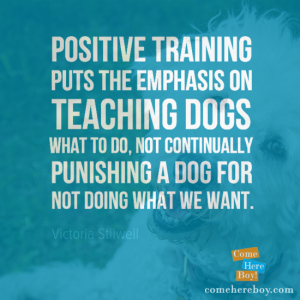 Teaching Dogs What to Do