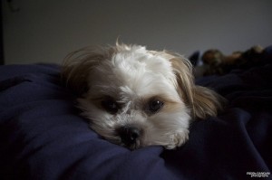 Bored Puppy