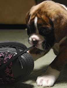 Why You Shouldn't Buy a Puppy