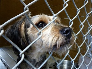Adopt a Shelter Dog