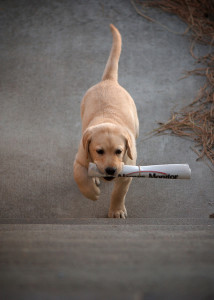 Teach Your dog tricks