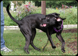 Dog Tricks Spinning