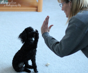 Dog Tricks-High Five