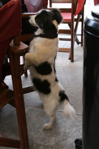 Dog Tricks - Begging