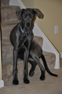 Train Your Dog to Sit Instead of Jump