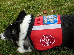 New Vest 1 by IndysMom service dog vest photo
