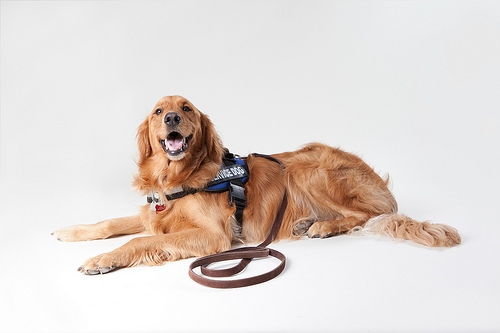 Service Dog by Found Animals service dog photo