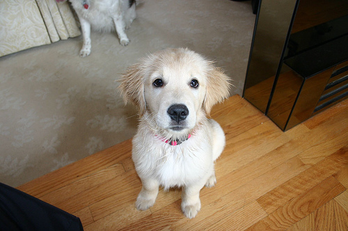 Puppy Orig by C@mera M@n sitting dog photo