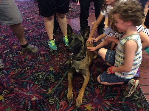 German Shepherd Service Dog Celebration Cinema by stevendepolo service dog photo