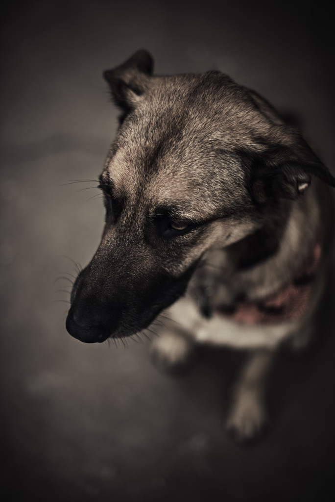 Blessed is he, who in the name of charity and good will, shepherds the weak through the valley of darkness. by Ansel Edwards Photography frustrated with dog photo