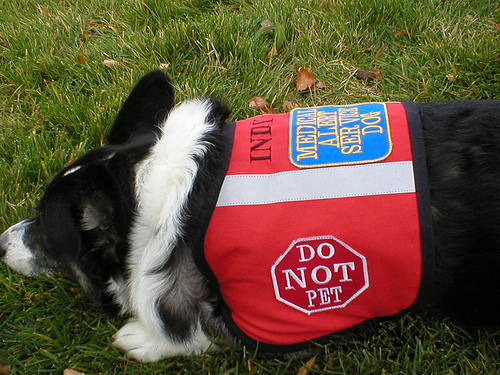 New Vest 1 by IndysMom service dog vest photo