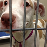 Shelter Dog by Steven-L-Johnson shelter dog photo