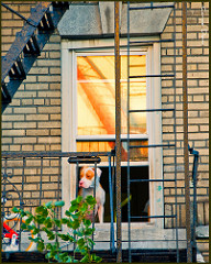 How Much is that Doggie in the Window? by Tony Fischer Photography doctor's note for a service dog to stay in an apartment