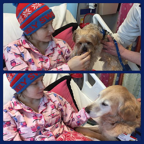HannahChemo-Round4-Mar2015 025 by DebMomOf3 therapy dog photo
