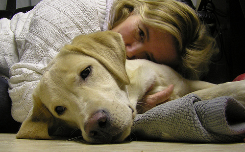 Hug by smerikal emotional support dog photo