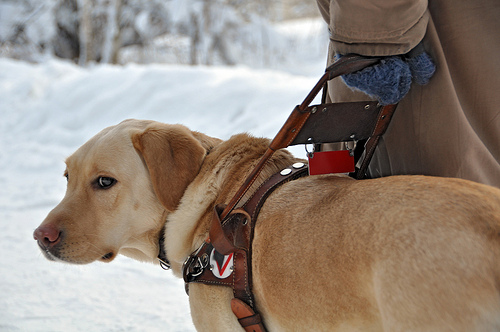 Guide-dog at work by smerikal service dog photo