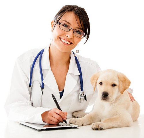 veterinary clinic,pet clinic,pet,adult, animal, app, application, background, canine, care, computer, consultation, cute, doc, doctor, dog, drugs, exam, examining, female, girl, health, hispanic, internet, isolated, labrador, latin, by www.ilmicrofono.it caring for dog photo