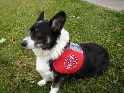 New Vest 2 by IndysMom mobility dog photo