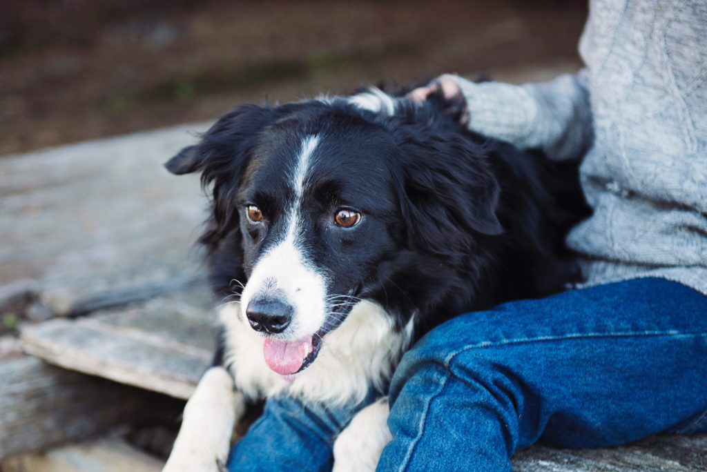 Training a dog tasks will help you feel connected