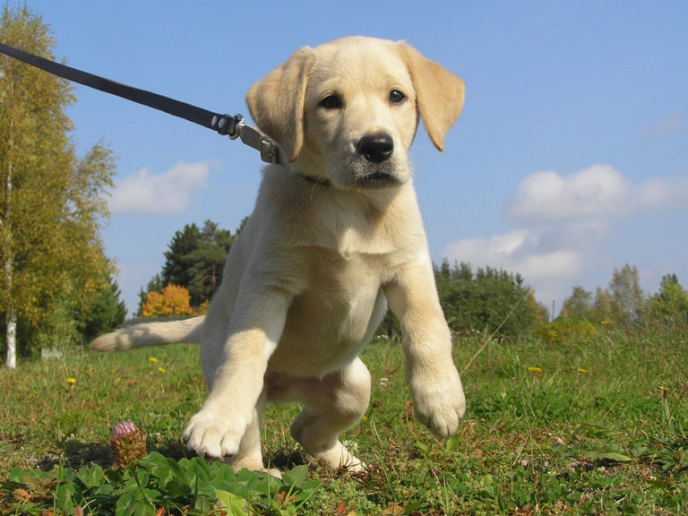 How to Leash Train a Puppy the Easy Way