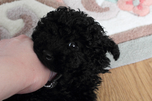 Stop Puppy Biting With These 6 Simple Methods