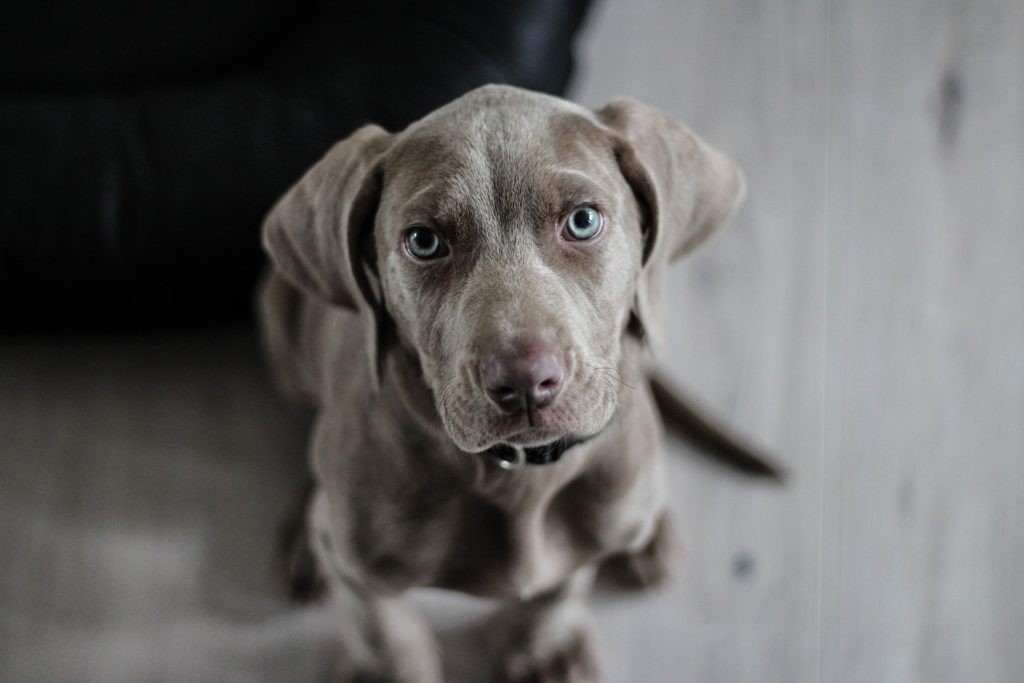 Weimaraner puppy sitting and looking up